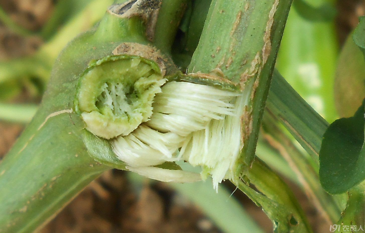 【小晴说病害】——辣椒枯萎病