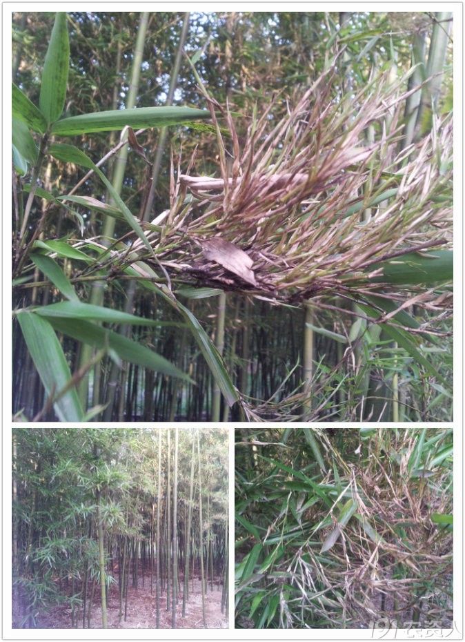 夏威夷竹子常见病害图片