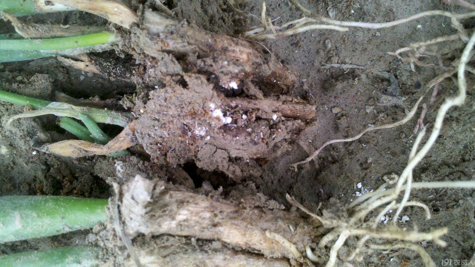 求解:葱根蛆的防治方法