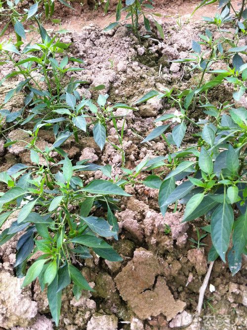 茄果類這辣椒是缺素還是病毒求高手鑑定