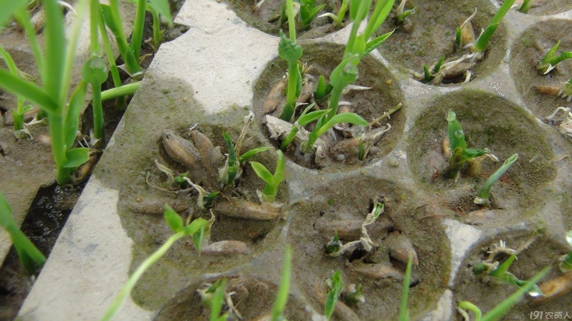 水稻秧盘乙草胺药害