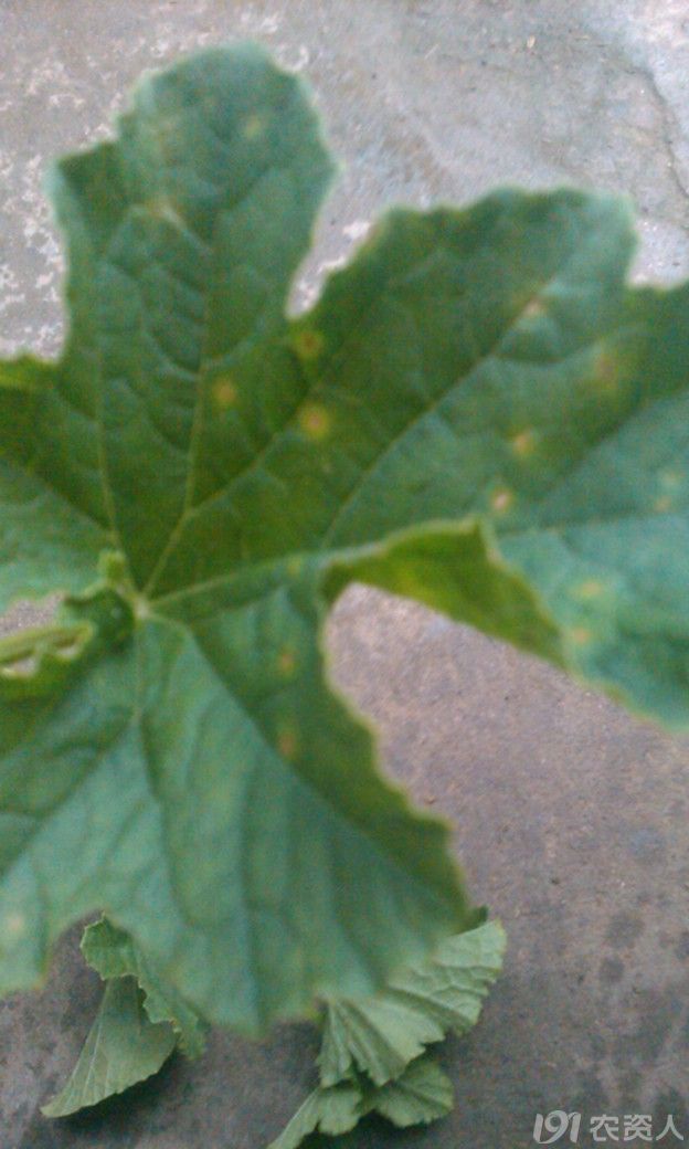 甜瓜黑星病或炭疽病 望求解