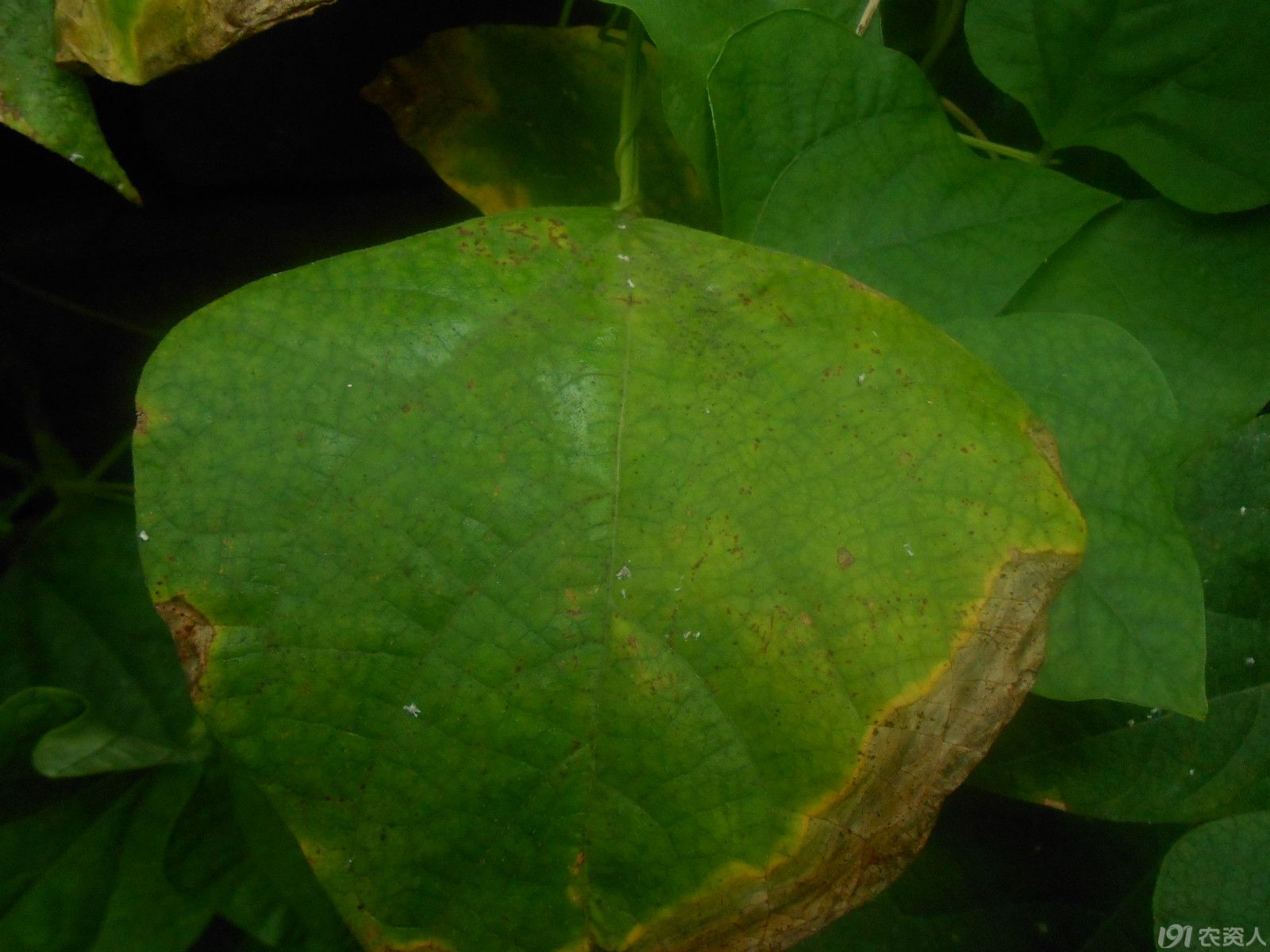 【小晴说病害】——菜豆炭疽病