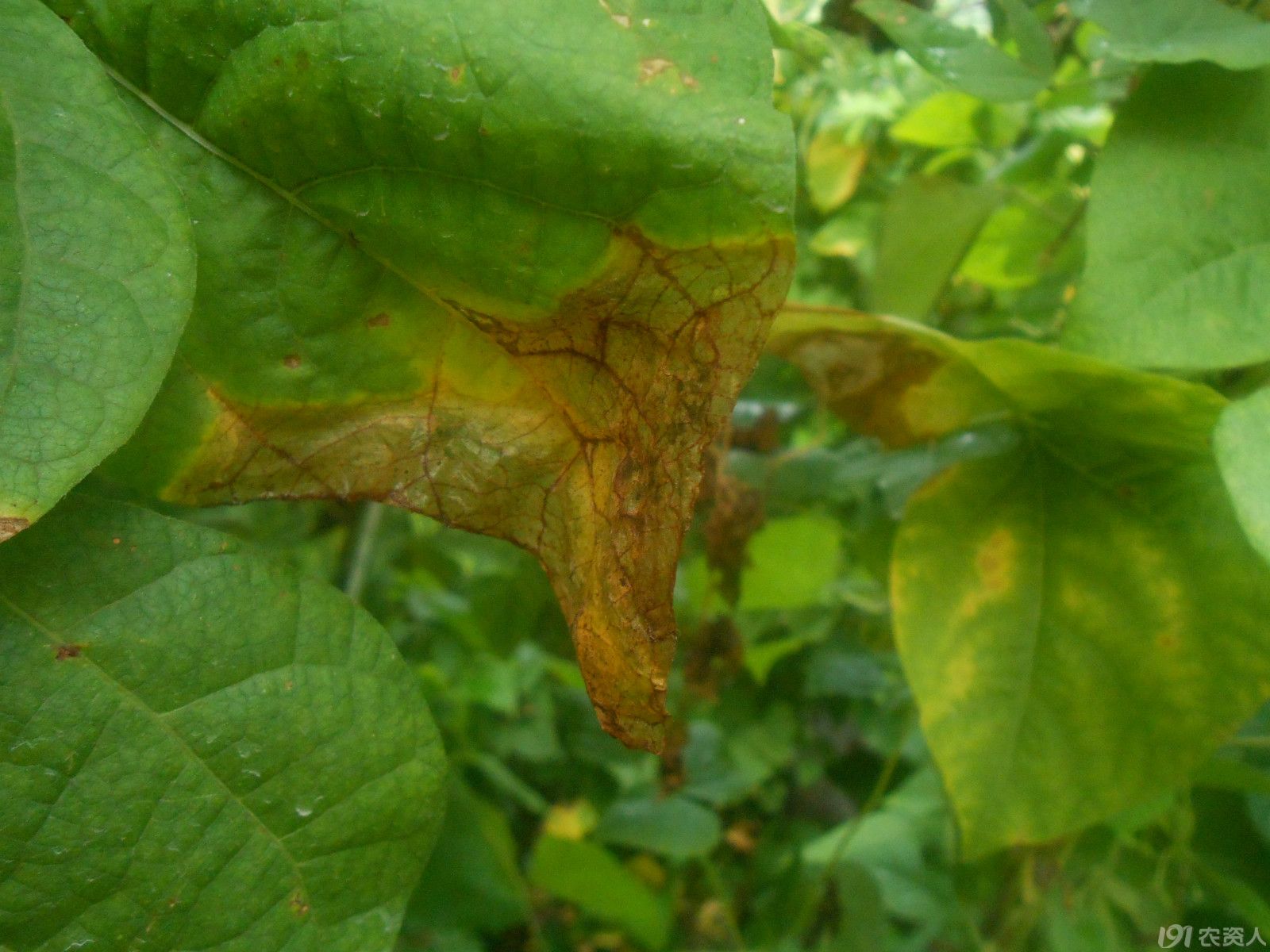 【小晴说病害】——菜豆炭疽病