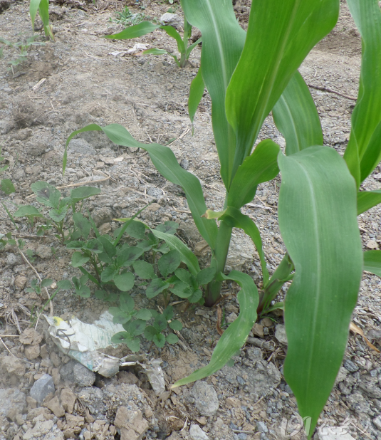 请问这是什么草,玉米田里特别多,我是新手,用什么药防治效果最好,还有