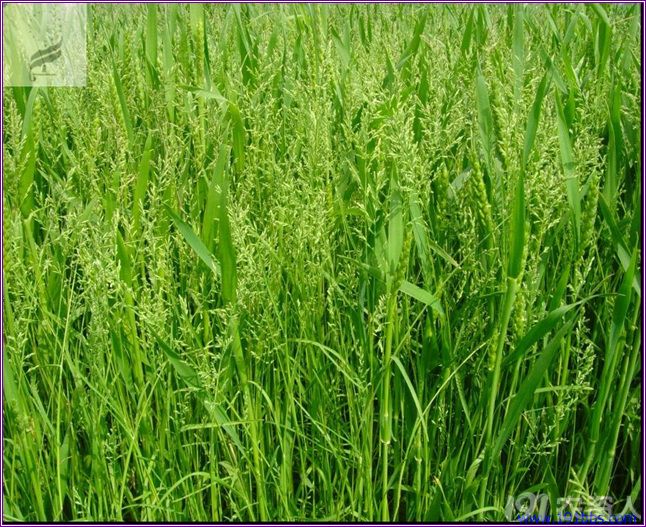 小麦田恶性杂草.