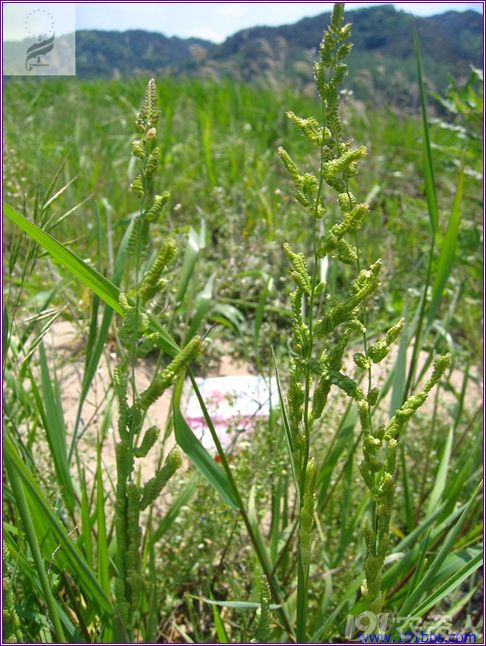 小麦田恶性杂草