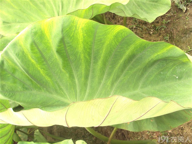 芋头高清缺素图