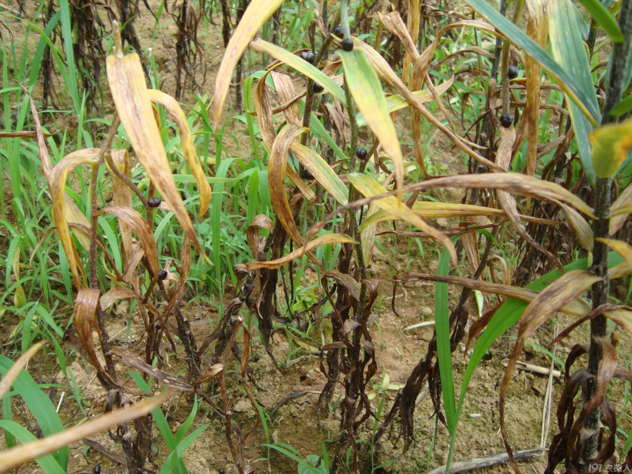 近期发生的百合病害