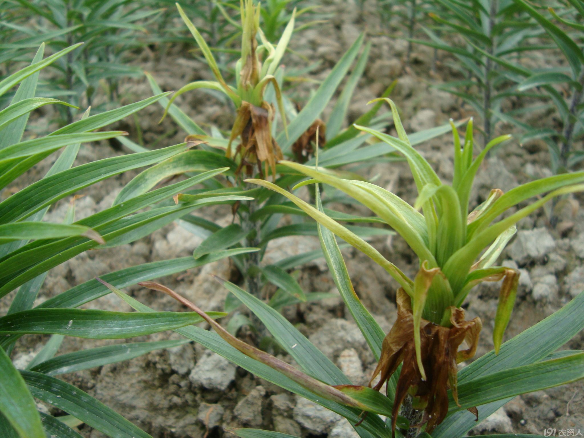 近期发生的百合病害