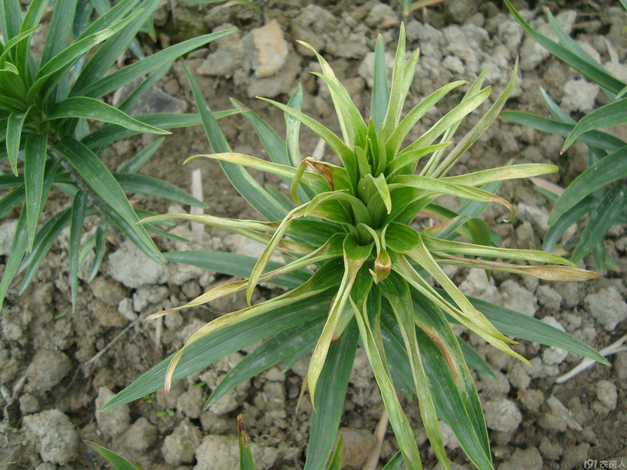 近期发生的百合病害