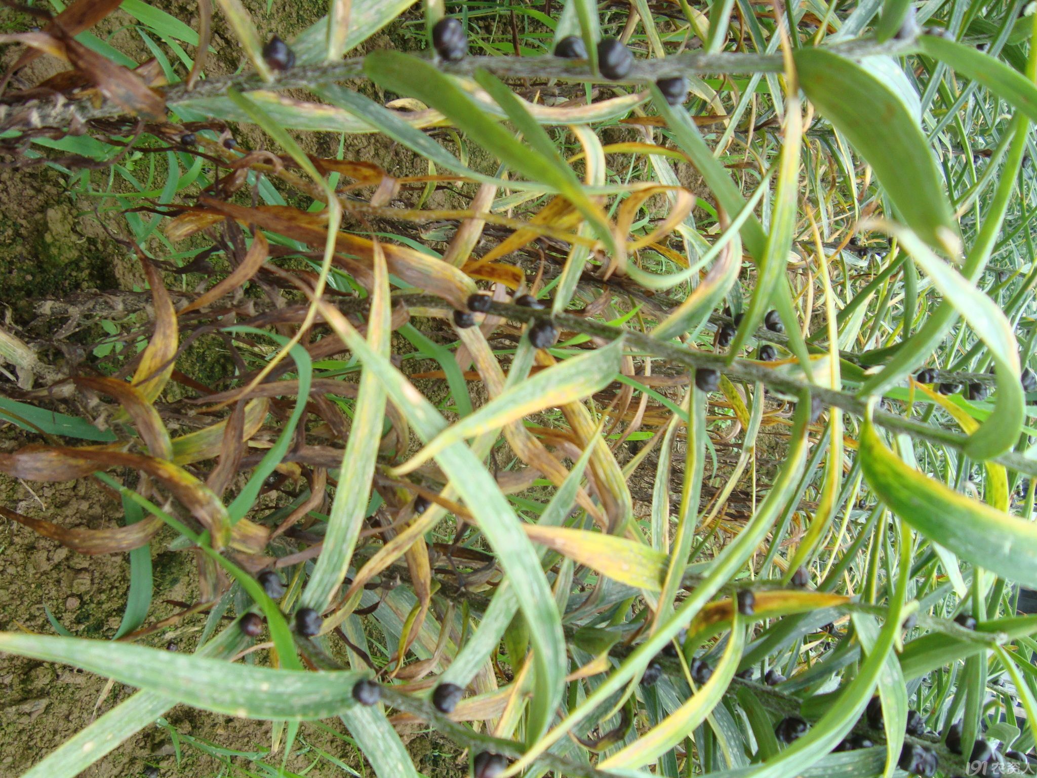 近期发生的百合病害