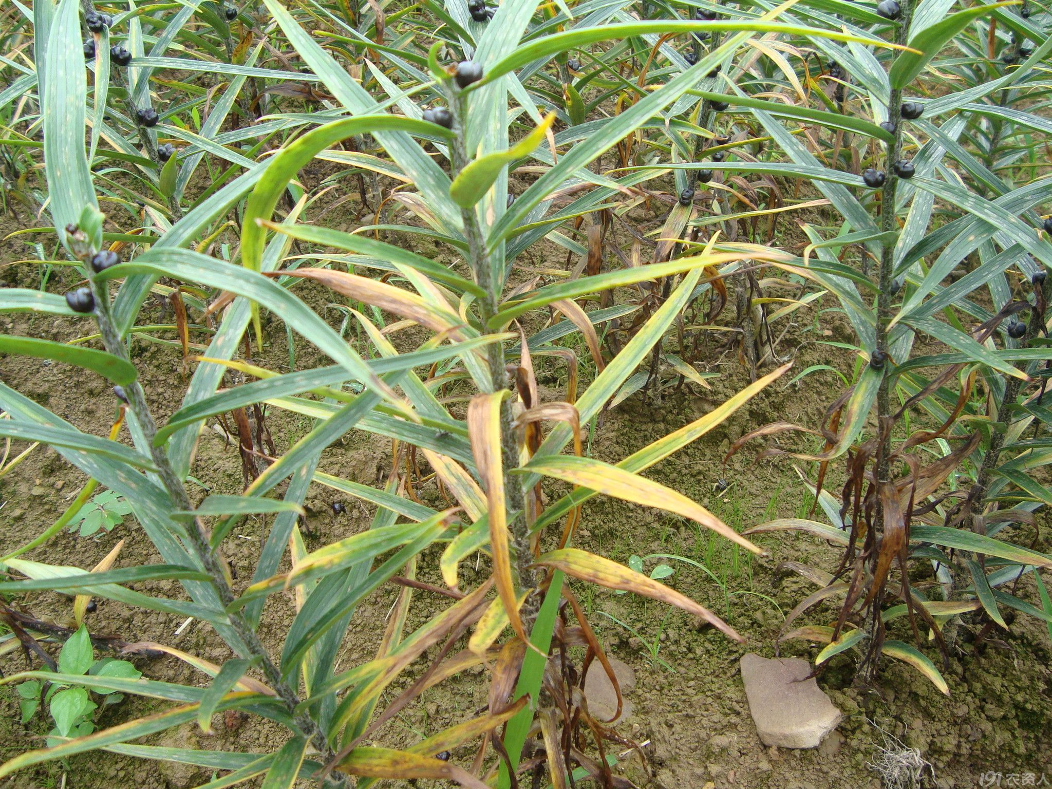 近期发生的百合病害