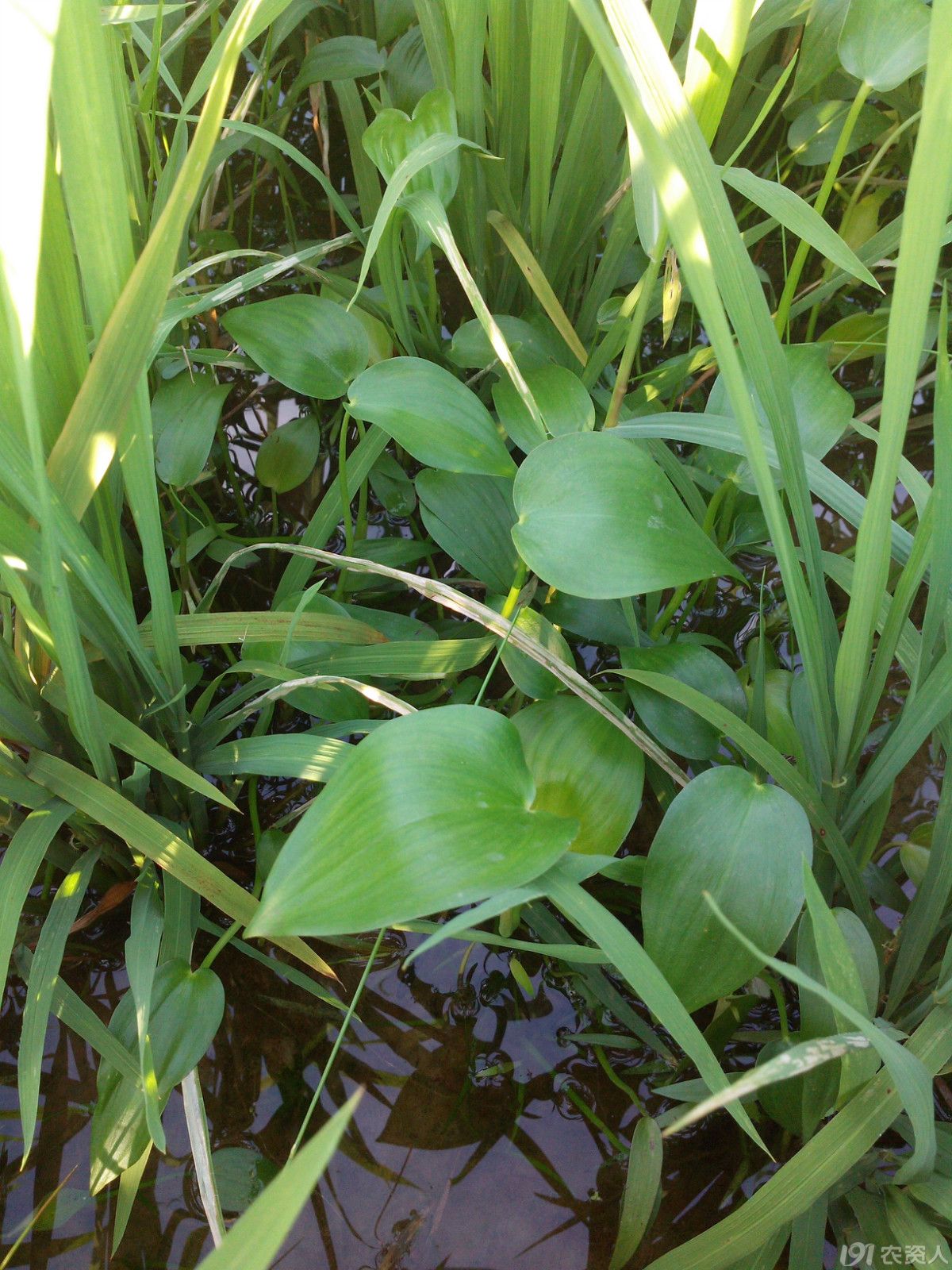 水田杂草,大家帮鉴定一下这个是什么草/用什么药