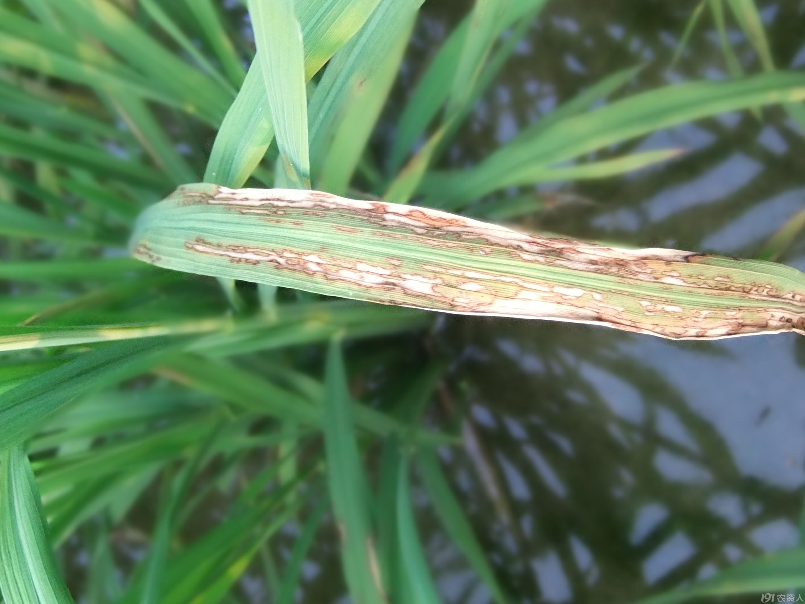 水稻肥害症状图片图片