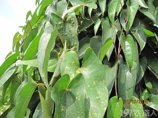 淮山锈病为害症状