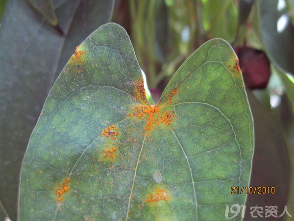 淮山锈病为害症状