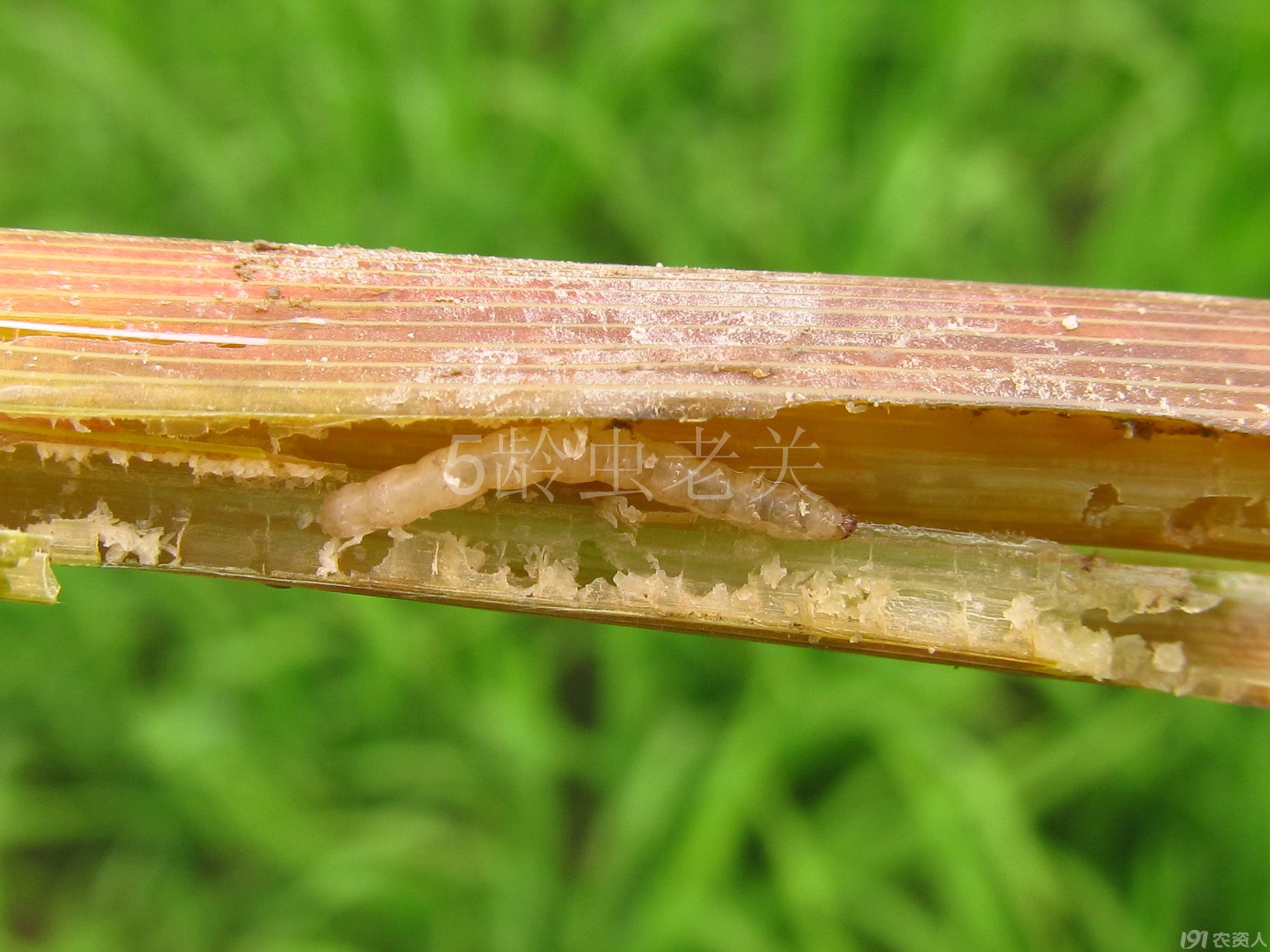 二化螟防治效果图片.接上期