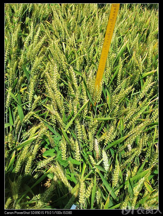 贺天存种业国审周麦27实打验收平均亩产突破75480公斤