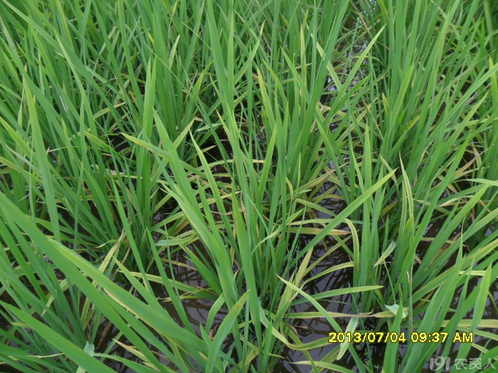 水稻缺磷图片