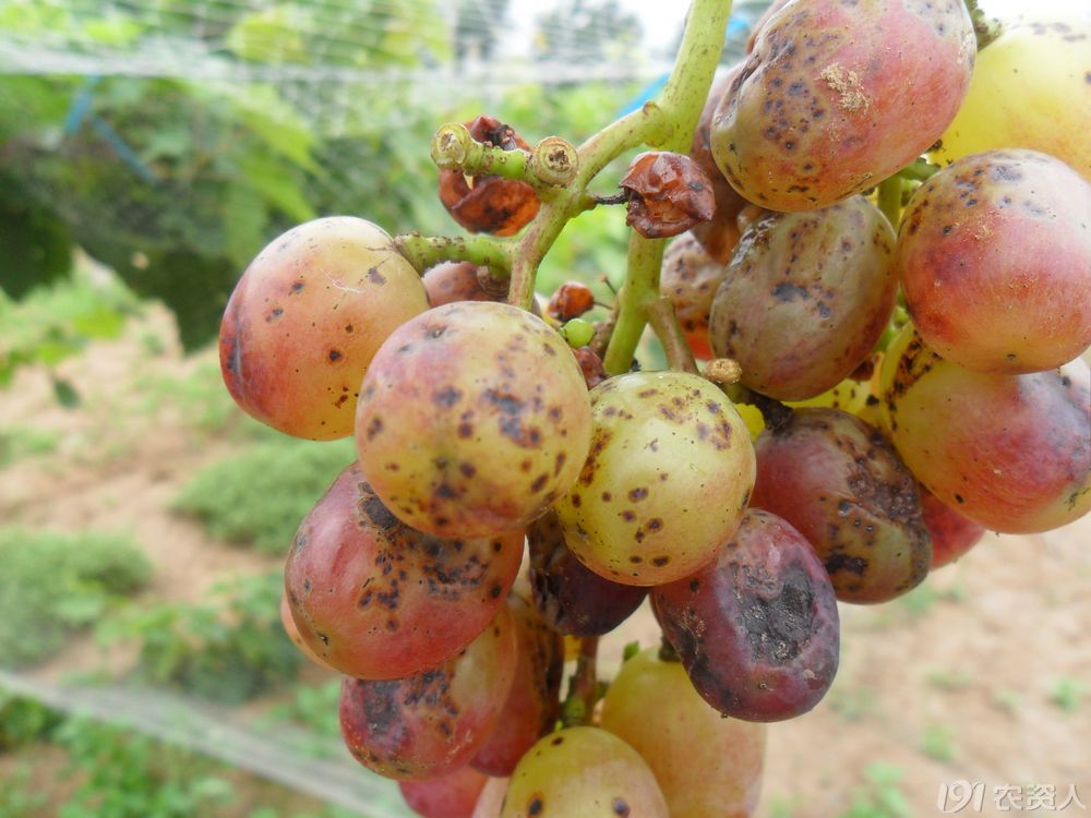葡萄炭疽病
