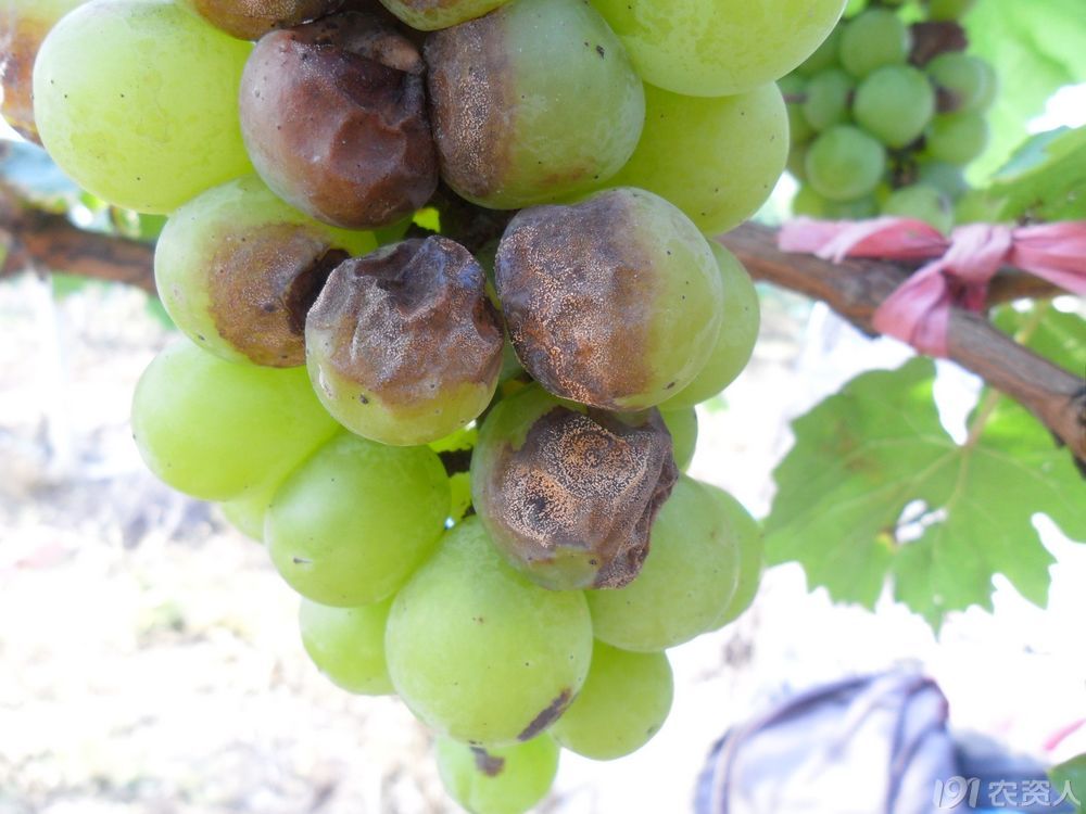 葡萄炭疽病
