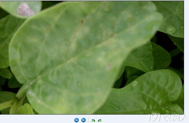 苋菜白锈病一片死求特效配方感谢