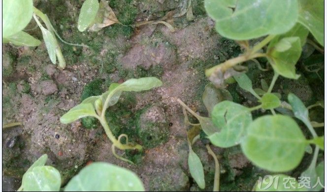 苋菜白锈病一片死求特效配方感谢