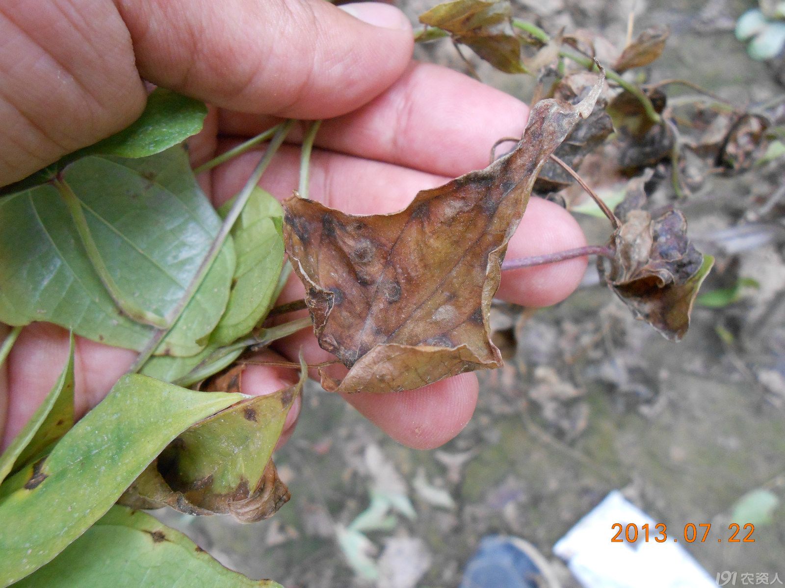 【 小晴说病害 】——麻山药炭疽病