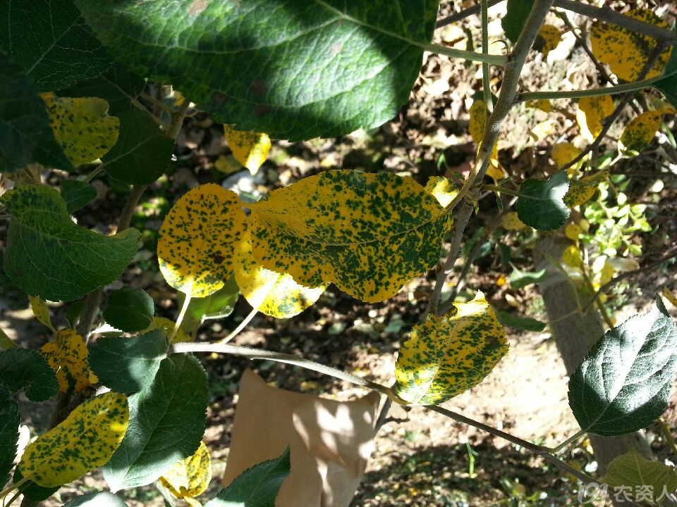 苹果这两天褐斑病已出现.