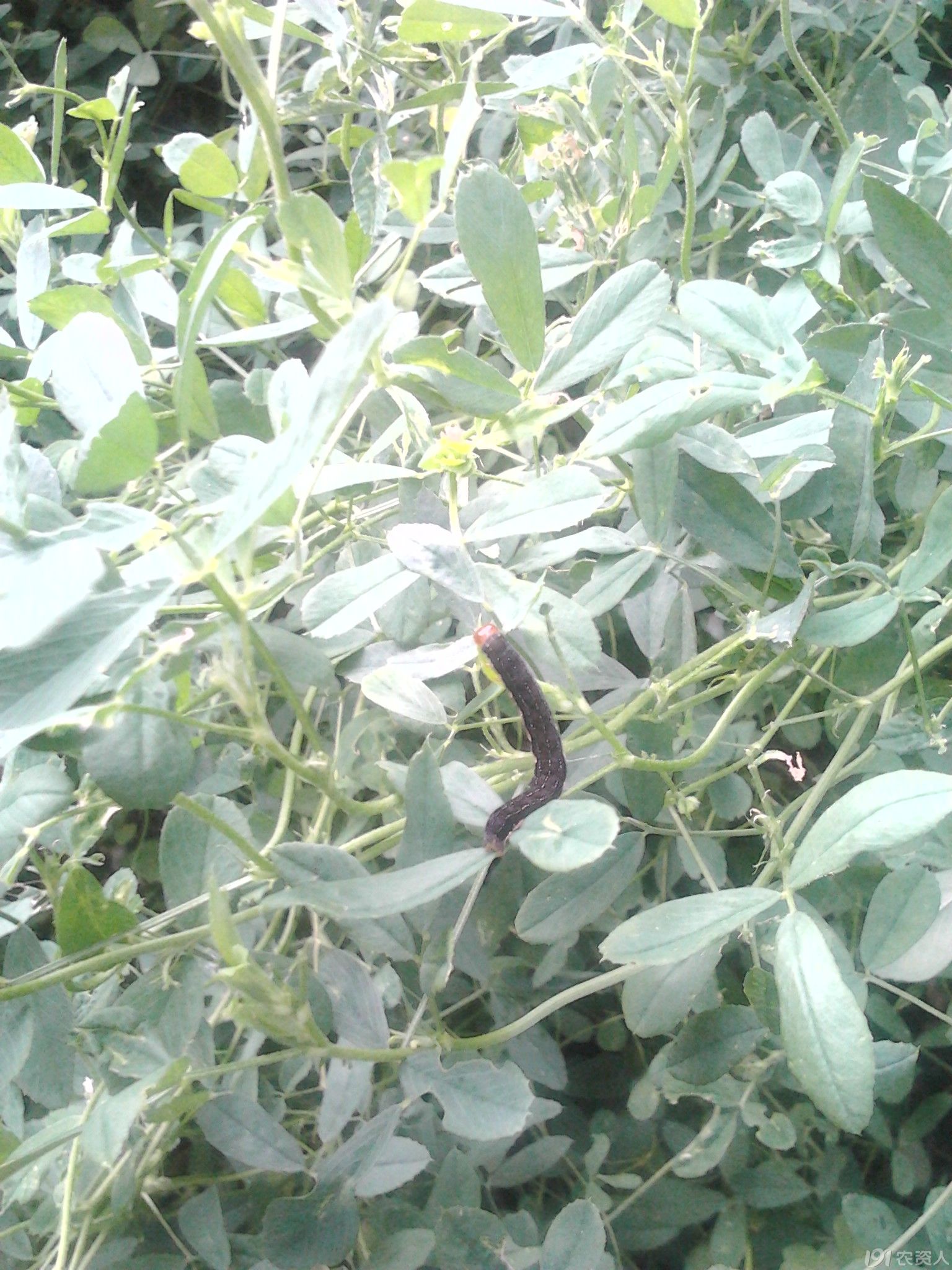 求助,这是苜蓿草上的虫子,什么虫子呢?