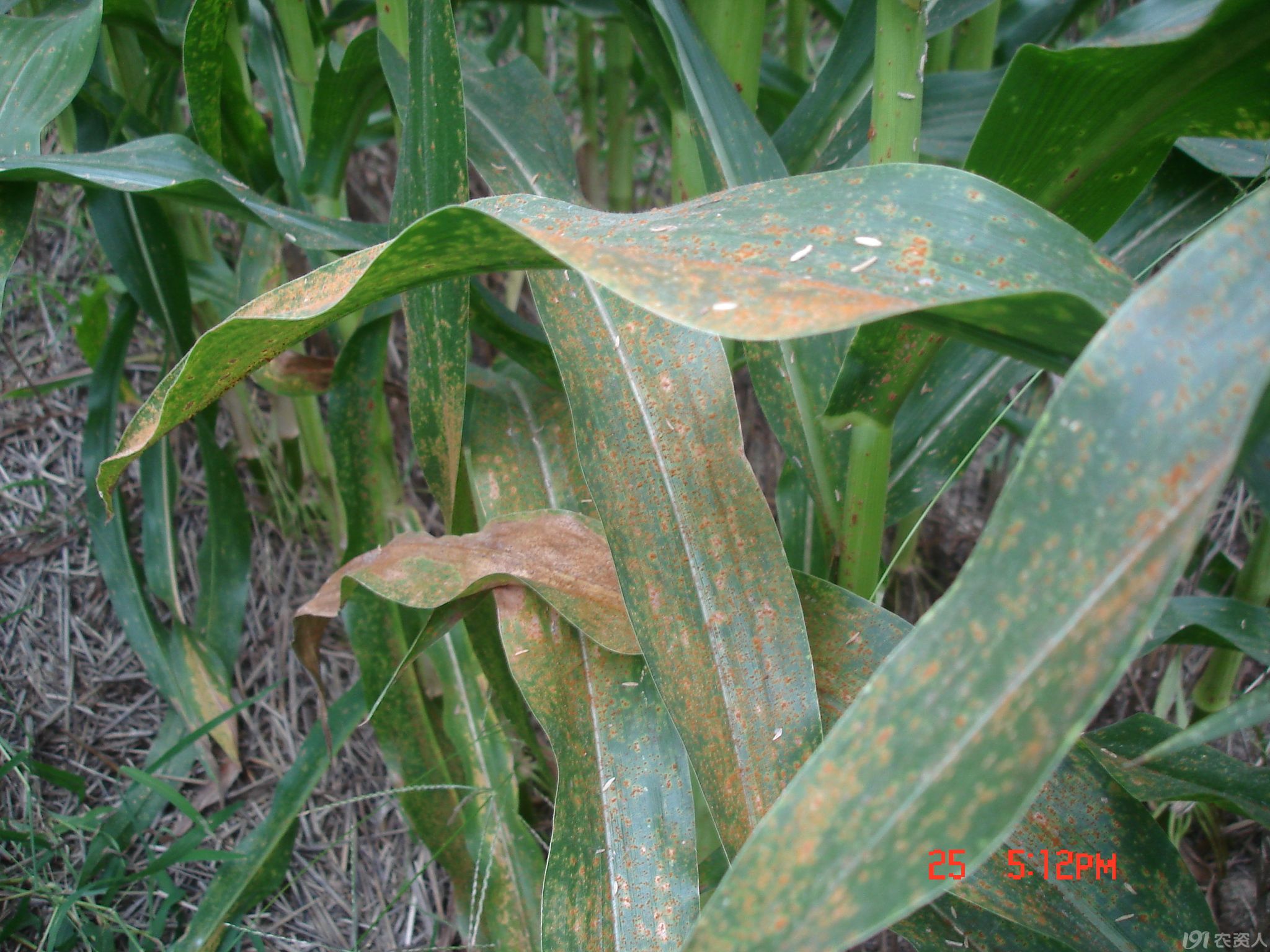 玉米锈病 高清 下午刚拍的