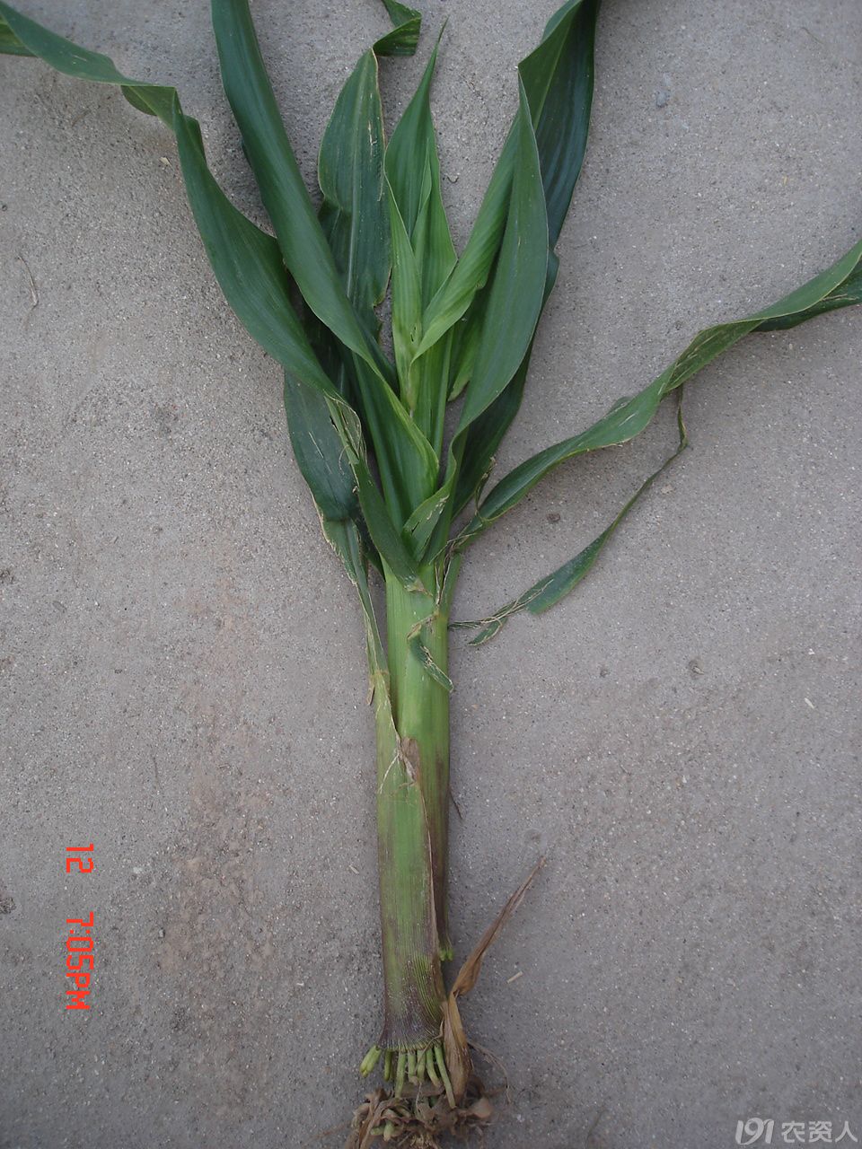 玉米粗缩病图片