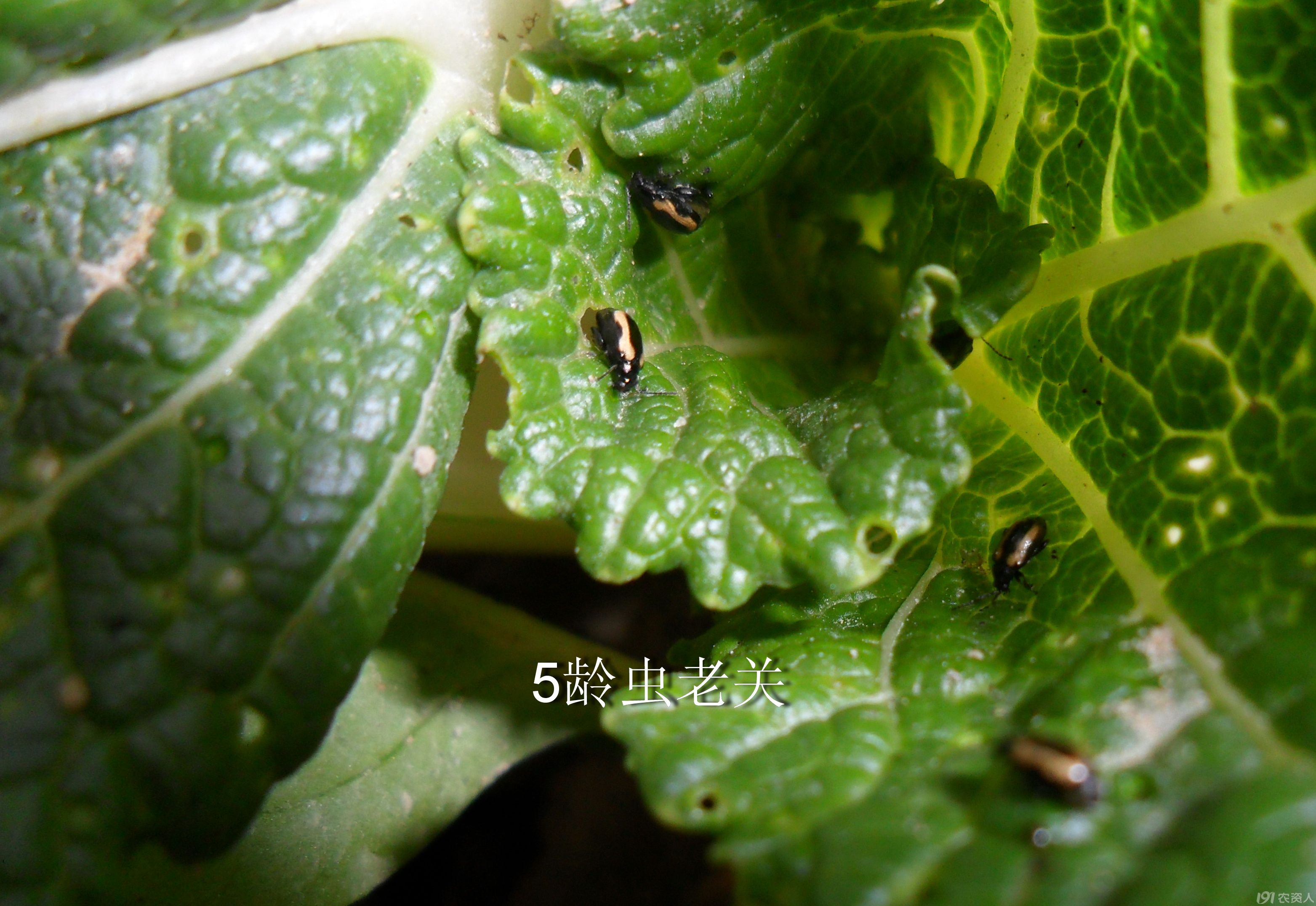 老关看图,跳甲实验1