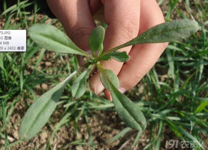 问一下麦家公和猪殃殃怎么区别