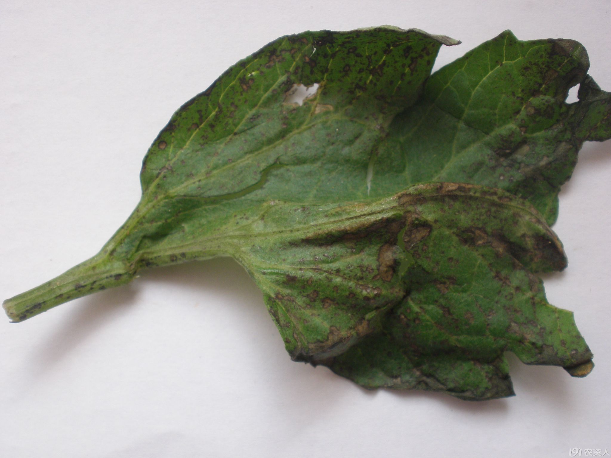 西红柿非常见病害0202求指教!