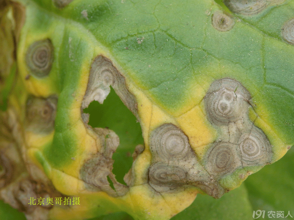 警惕白菜类蔬菜黑斑病