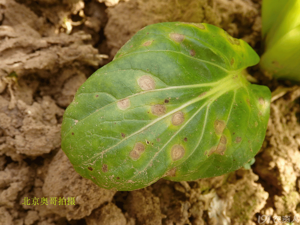 油菜黑斑病
