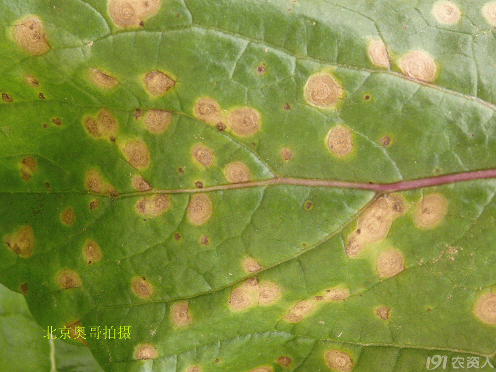 警惕白菜类蔬菜黑斑病
