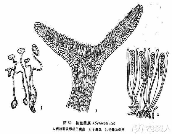菌核结构图图片