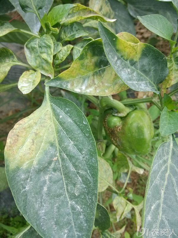 辣椒菜椒花叶卷曲果实有疮痂具体是什么原因