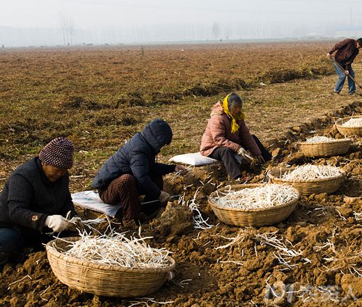您吃过俺家乡的银条菜吗进来看看吧