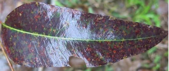 桉树锰中毒症状