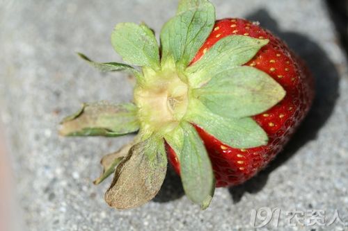 基本技术草莓红蜘蛛危害花萼症状