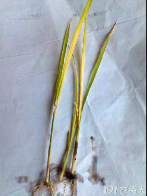 求教水稻心叶失绿原因