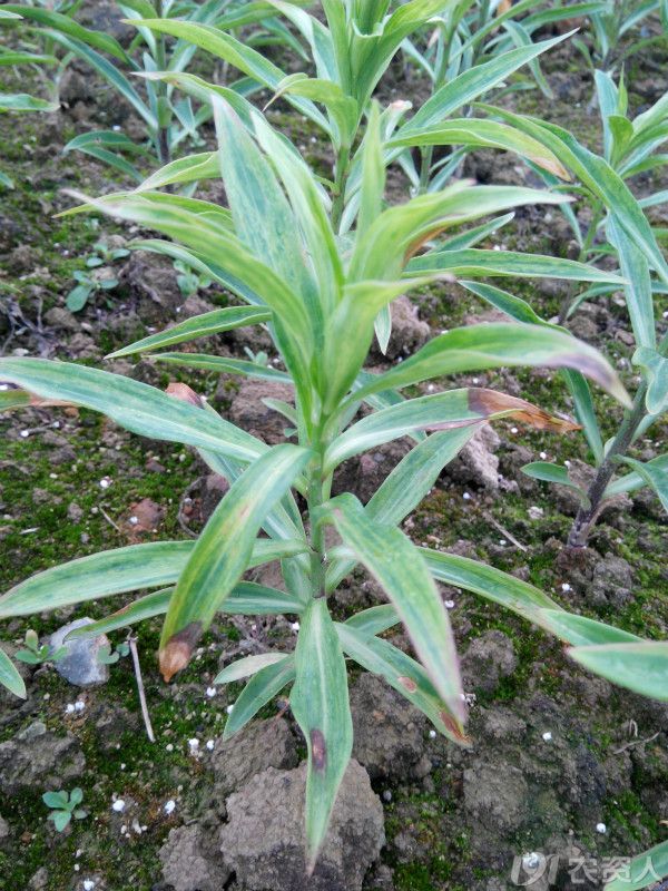 百合病害请求指导