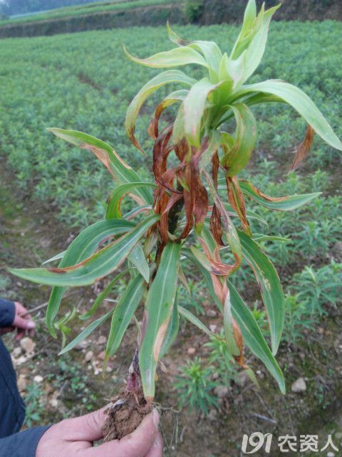 百合病害请求指导