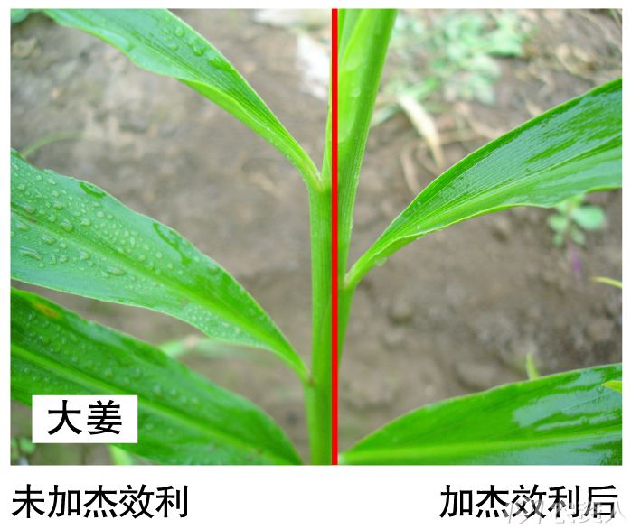 美國邁圖傑效利非離子表面活性劑供應