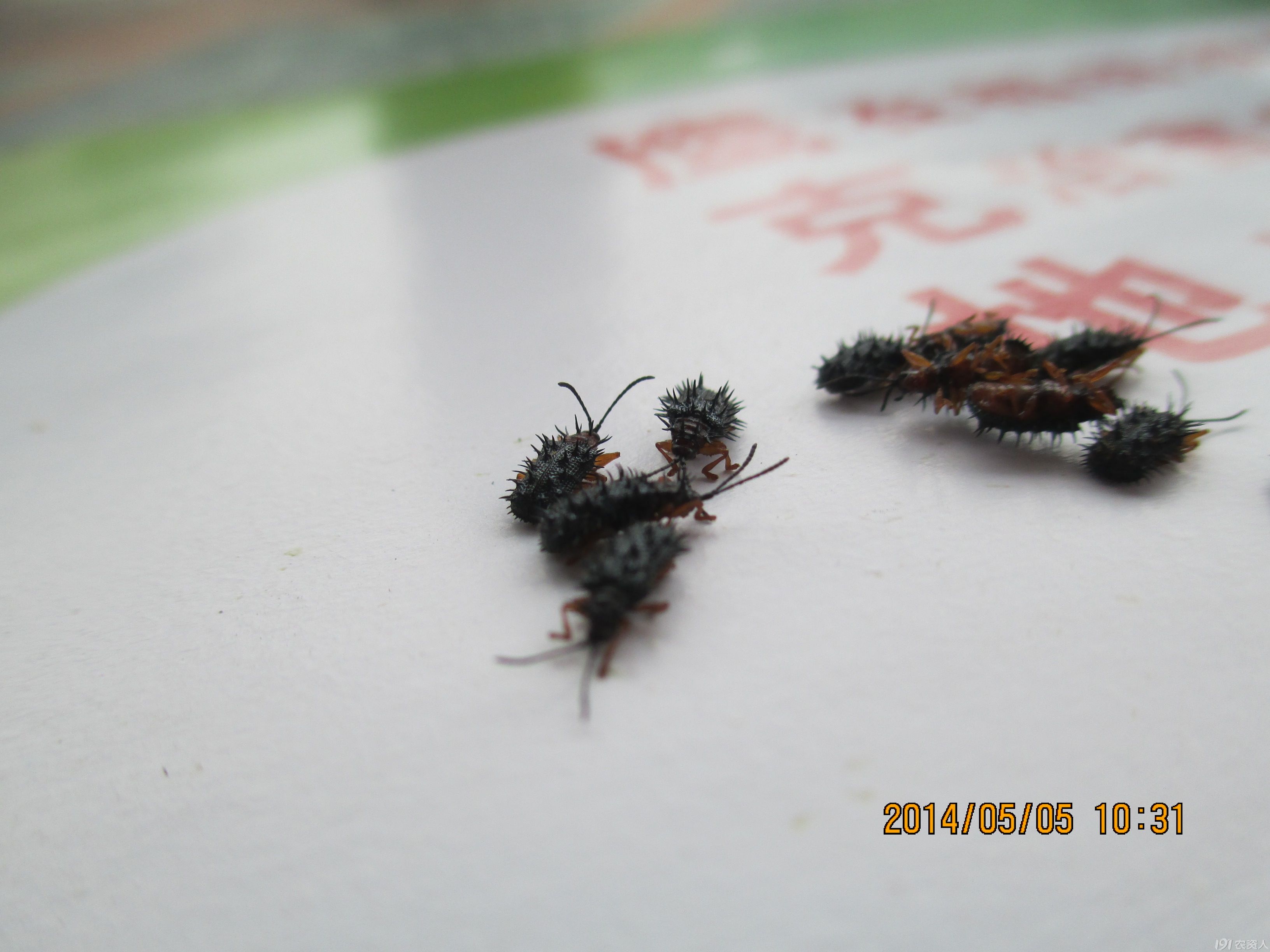 玉米食叶虫,何药可防治