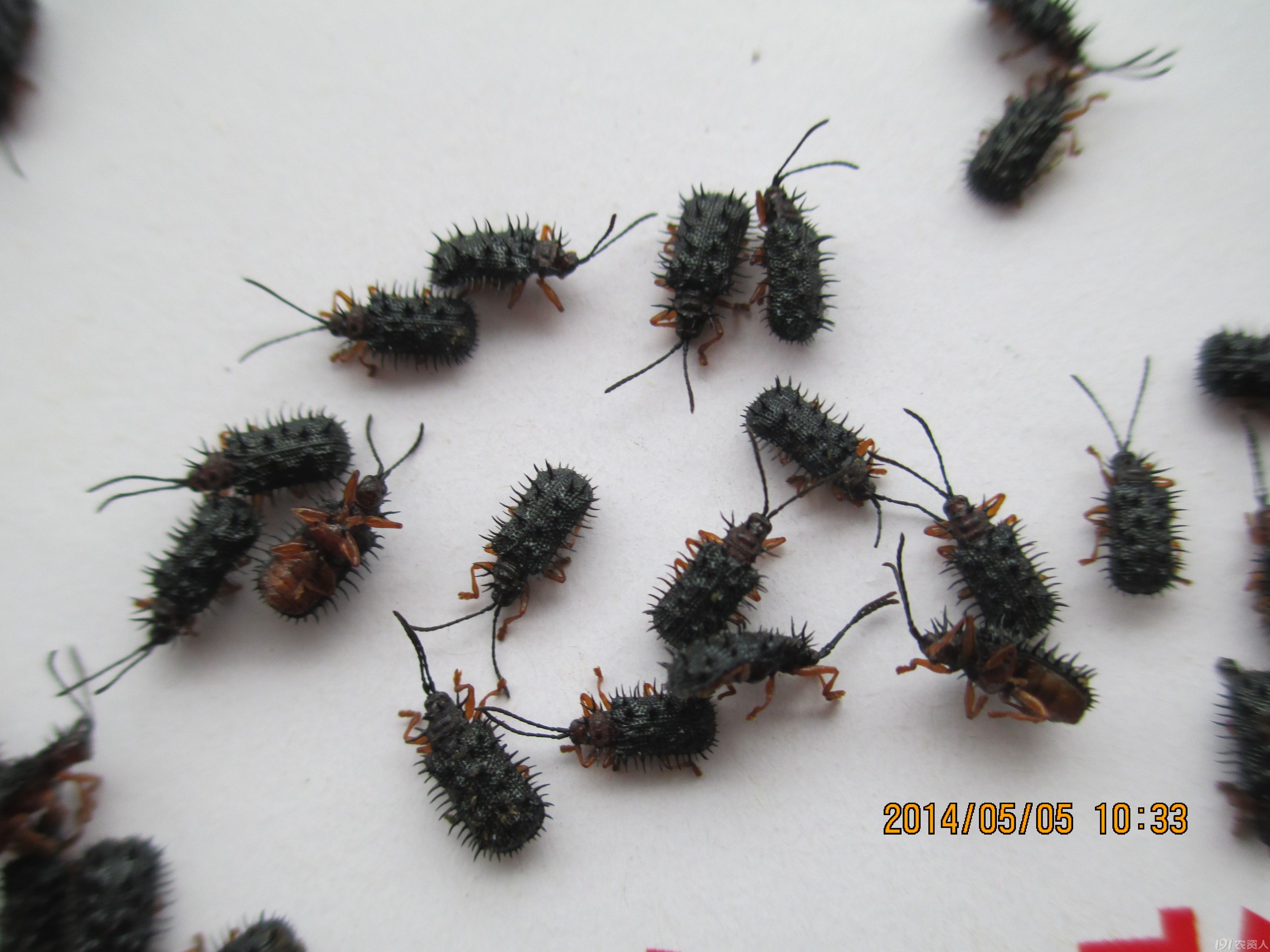 玉米食叶虫,何药可防治